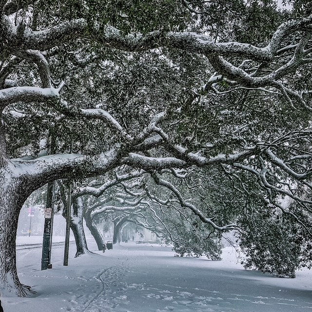 snow in new orleans, nola, new orleans snowstorm